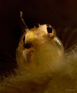 I got my eye on you.   Ringed Blenny   Salt Pier  Bonaire
 by John Roach 